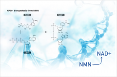 澳洲进口KAYAJ NMN12000，通过TGA注册的99%纯度NMN